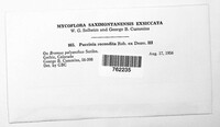 Puccinia recondita image